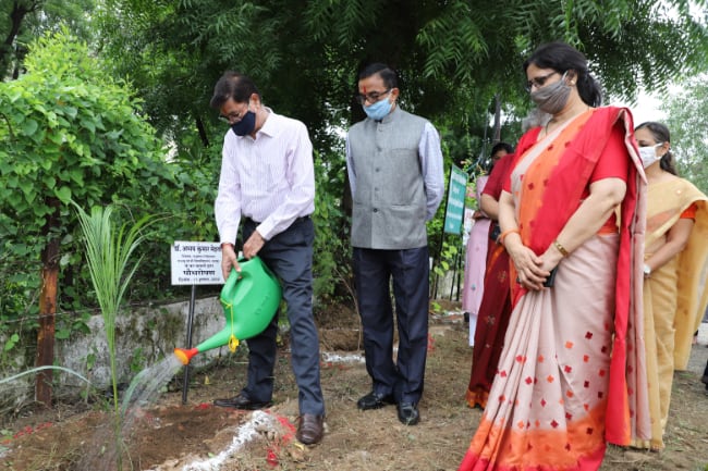 Tree plantation activity