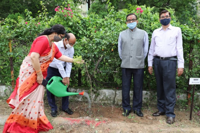 Tree plantation activity