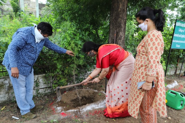 Tree plantation activity