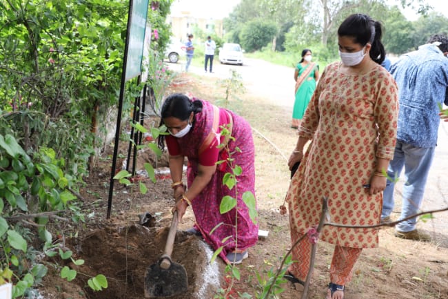 Tree plantation activity