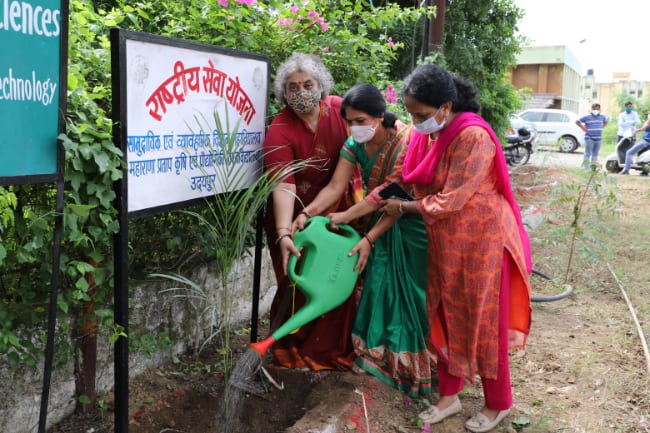 Tree plantation activity