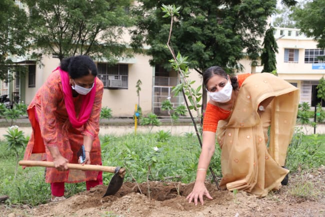 Tree plantation activity